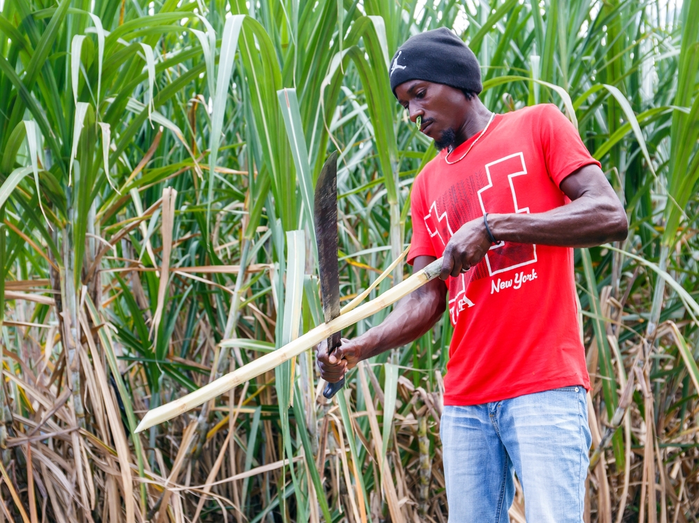 Haitian man on sugar cane plantation